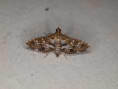 Sameodes
