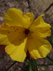 Hibiscus divaricatus