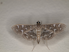Nausinoe