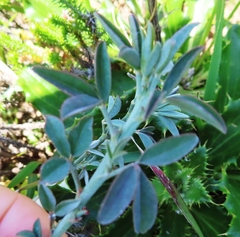Indigofera complanata