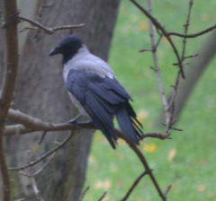 Corvus cornix