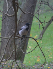 Corvus cornix