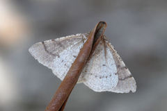 Adactylotis gesticularia