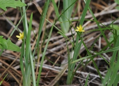 Sisyrinchium cernuum