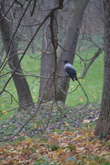 Corvus cornix