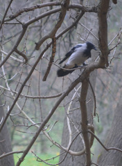 Corvus cornix