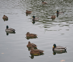 Anas platyrhynchos