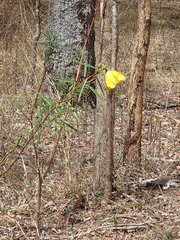 Hibiscus divaricatus