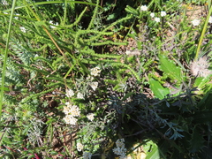 Indigofera complanata