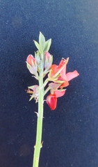 Indigofera complanata