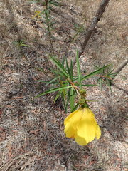Hibiscus divaricatus
