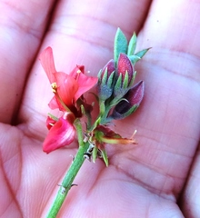 Indigofera complanata