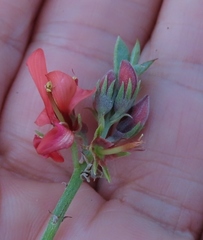 Indigofera complanata