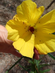 Hibiscus divaricatus