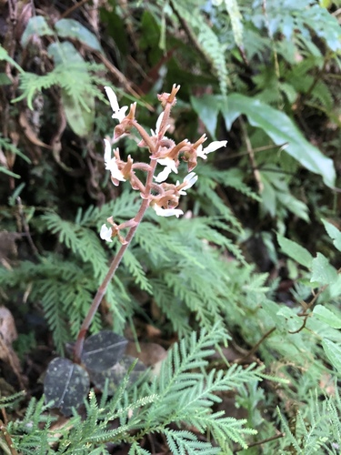 Anoectochilus koshunensis iNat (2)