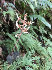 Anoectochilus koshunensis