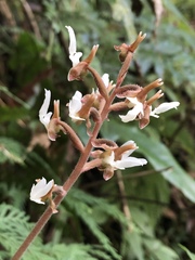 Anoectochilus koshunensis