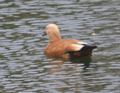 Tadorna ferruginea