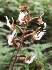 Anoectochilus koshunensis