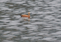 Tadorna ferruginea