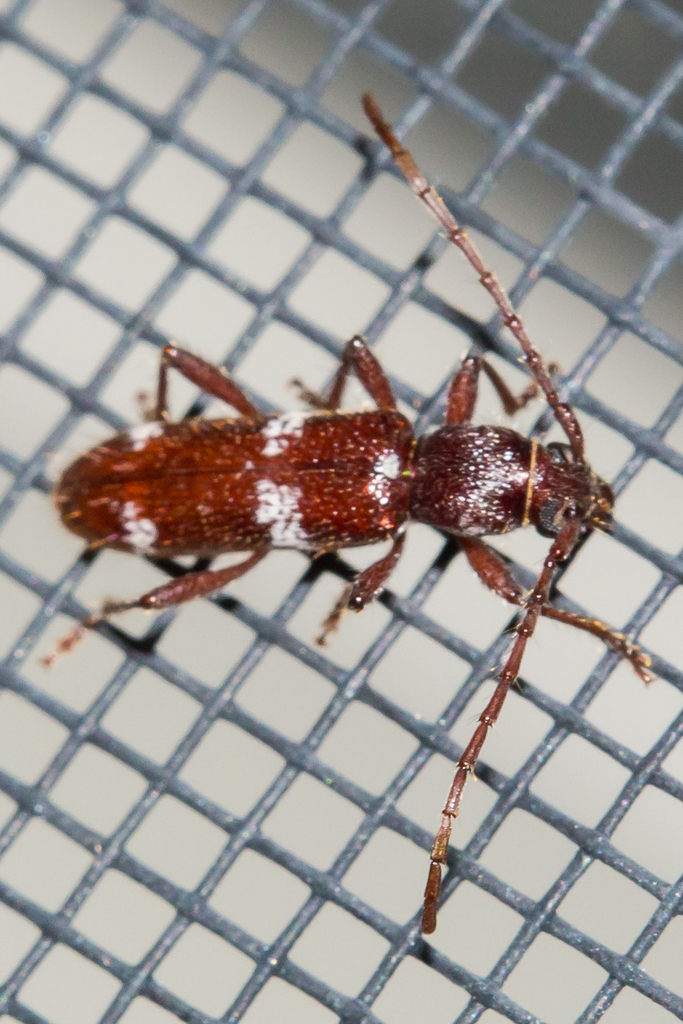Elaphidionopsis