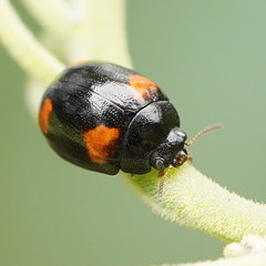 Peltoschema tetraspilotum