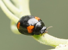Peltoschema tetraspilotum