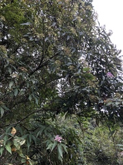 Hydrangea longifolia