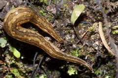Australopacifica mariae