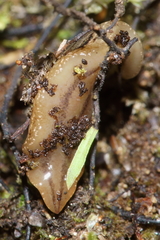Australopacifica mariae