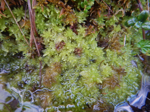 Sphagnum aongstroemii