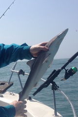 Carcharhinus brevipinna