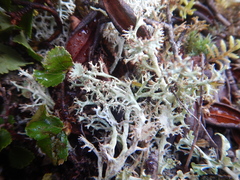 Cladonia amaurocraea