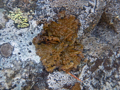 Lasallia pensylvanica