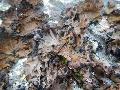 Lasallia caroliniana