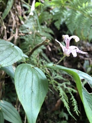 Tricyrtis suzukii