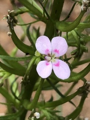 Stylidium adnatum