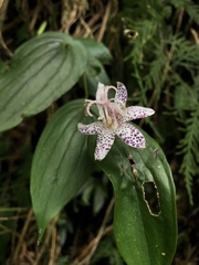Tricyrtis suzukii