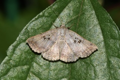 Blasticorhinus