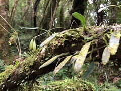 Bulbophyllum melanoglossum