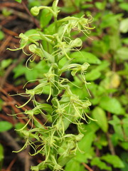 Habenaria ortiziana