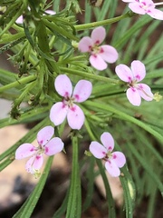 Stylidium adnatum