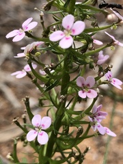 Stylidium adnatum
