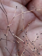 Oxytheca dendroidea dendroidea