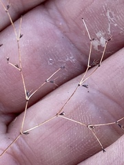 Oxytheca dendroidea dendroidea