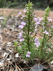 Stylidium adnatum