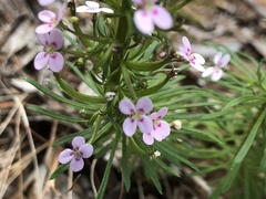 Stylidium adnatum