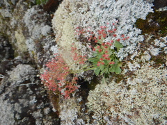 Micranthes punctata
