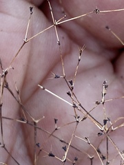 Oxytheca dendroidea dendroidea