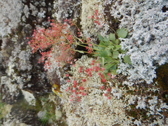 Micranthes punctata